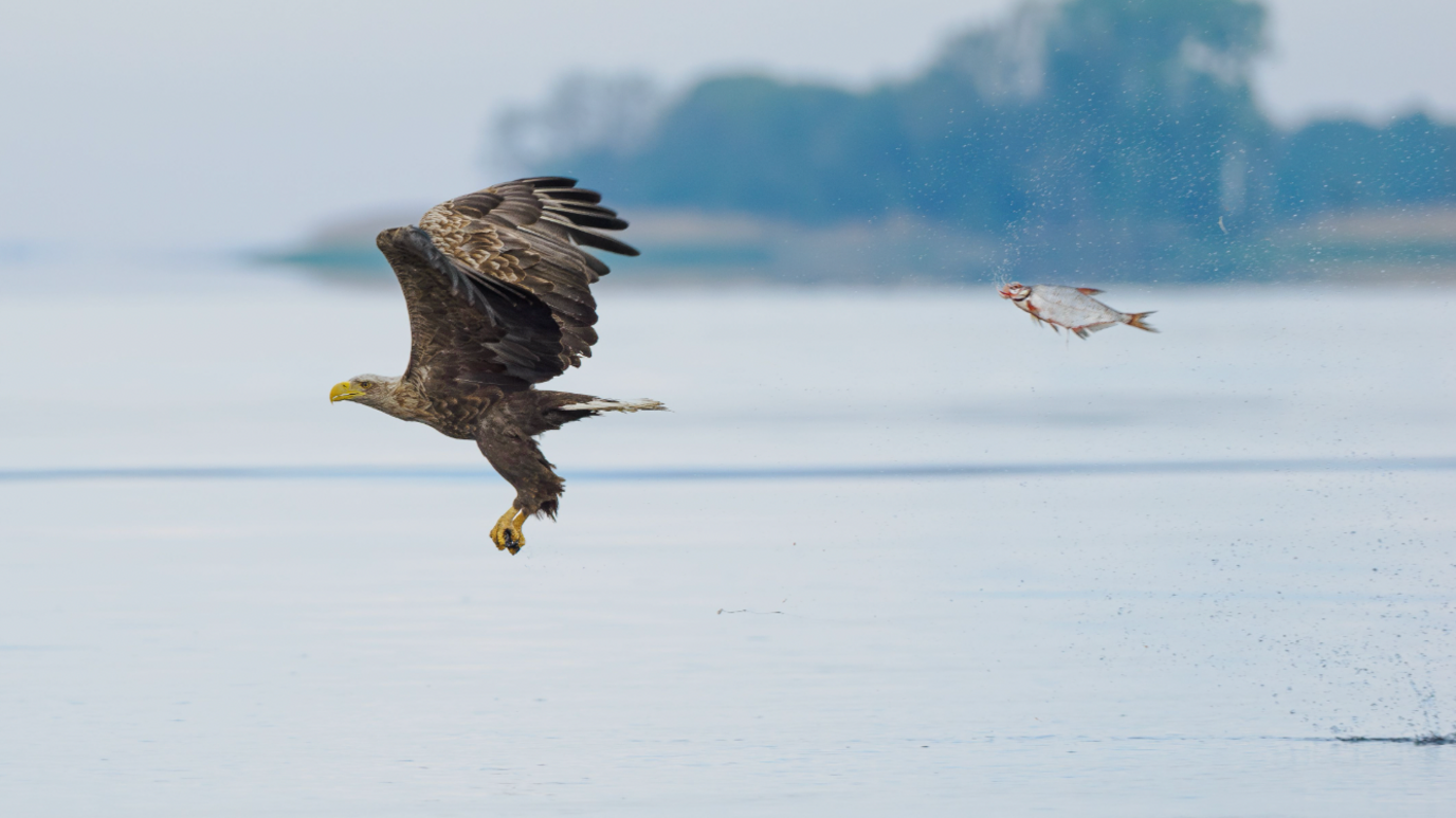 Bald Eagle being chased across the sky by a fish 