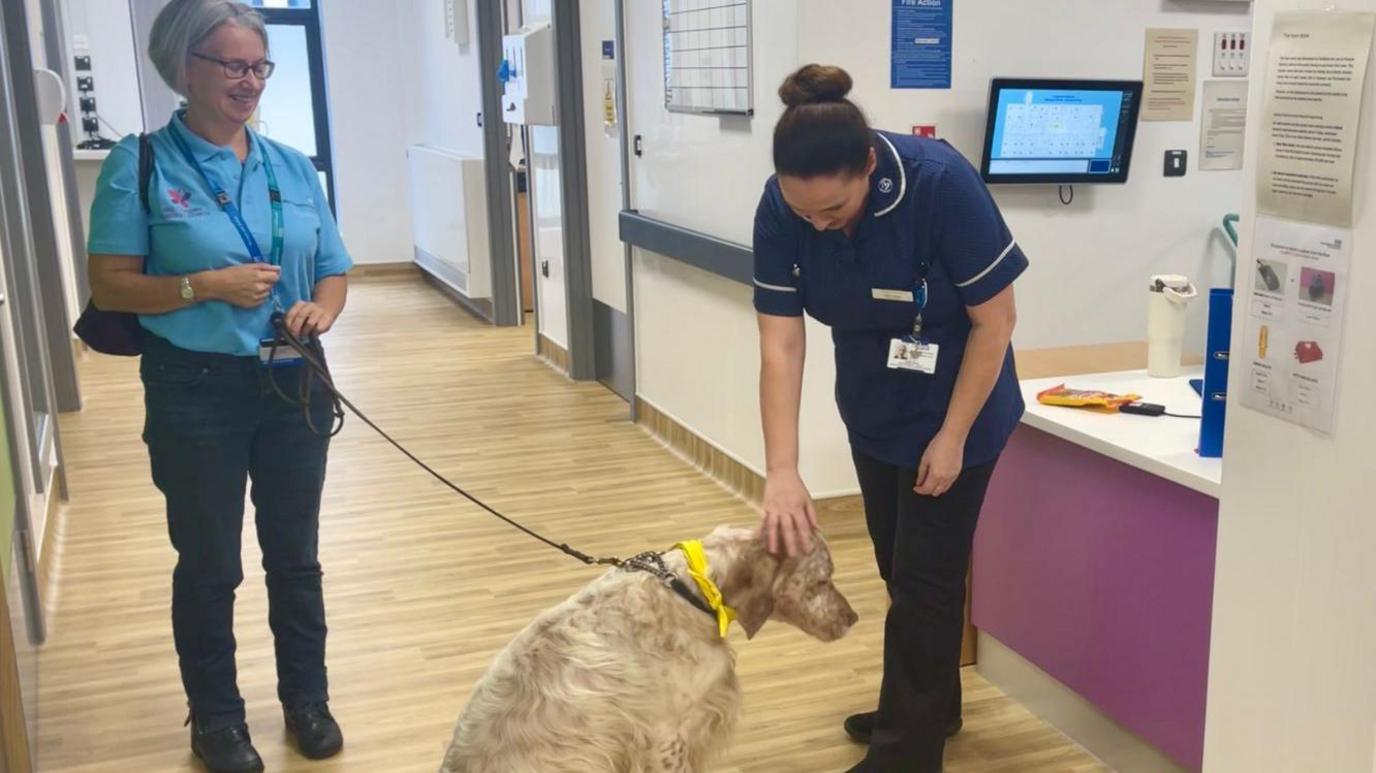 An English setter dog wearing a yellow necktie sits in the hallway of a hospital. The dog's lead is held by a woman wearing a blue polo shirt with logos, dark jeans, glasses and short grey hair. The dog is being stroked by a woman in a navy nurse's uniform with dark hair tied in a bun. The walls are cream with a purple reception desk and the flooring is a light wood laminate. Screens, whiteboards and hand sanitiser dispensers are attached to the walls.