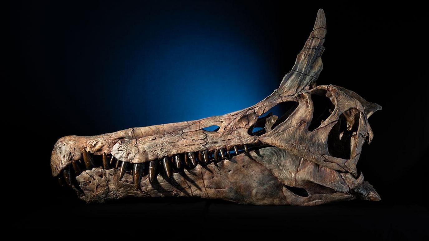 Skull cast of Spinosaurus mirabilis