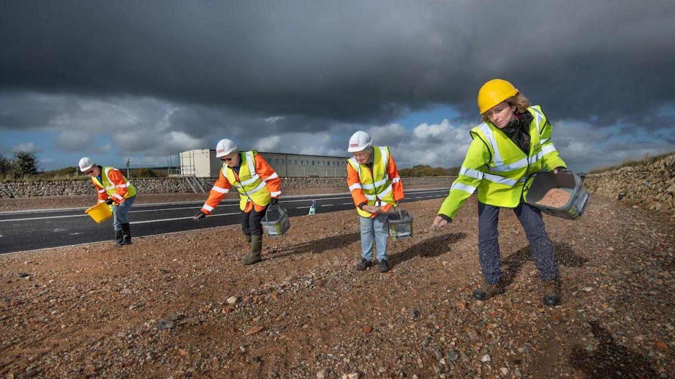 Four volunteers are spreading seed along one of the banks of the major link road. They are wearing high vis jackets and helmets. 