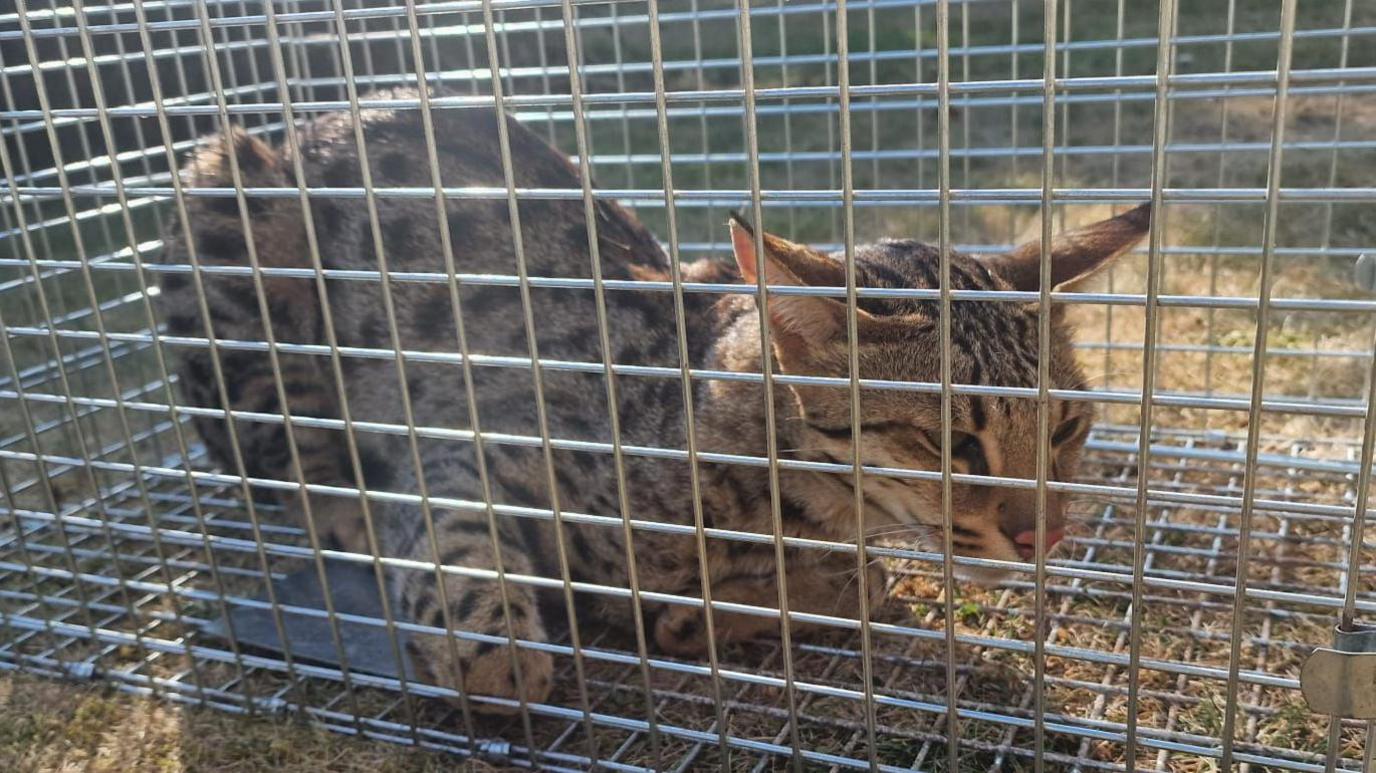 A cat with black spots and pointy ears sits in a loaf position inside a cage
