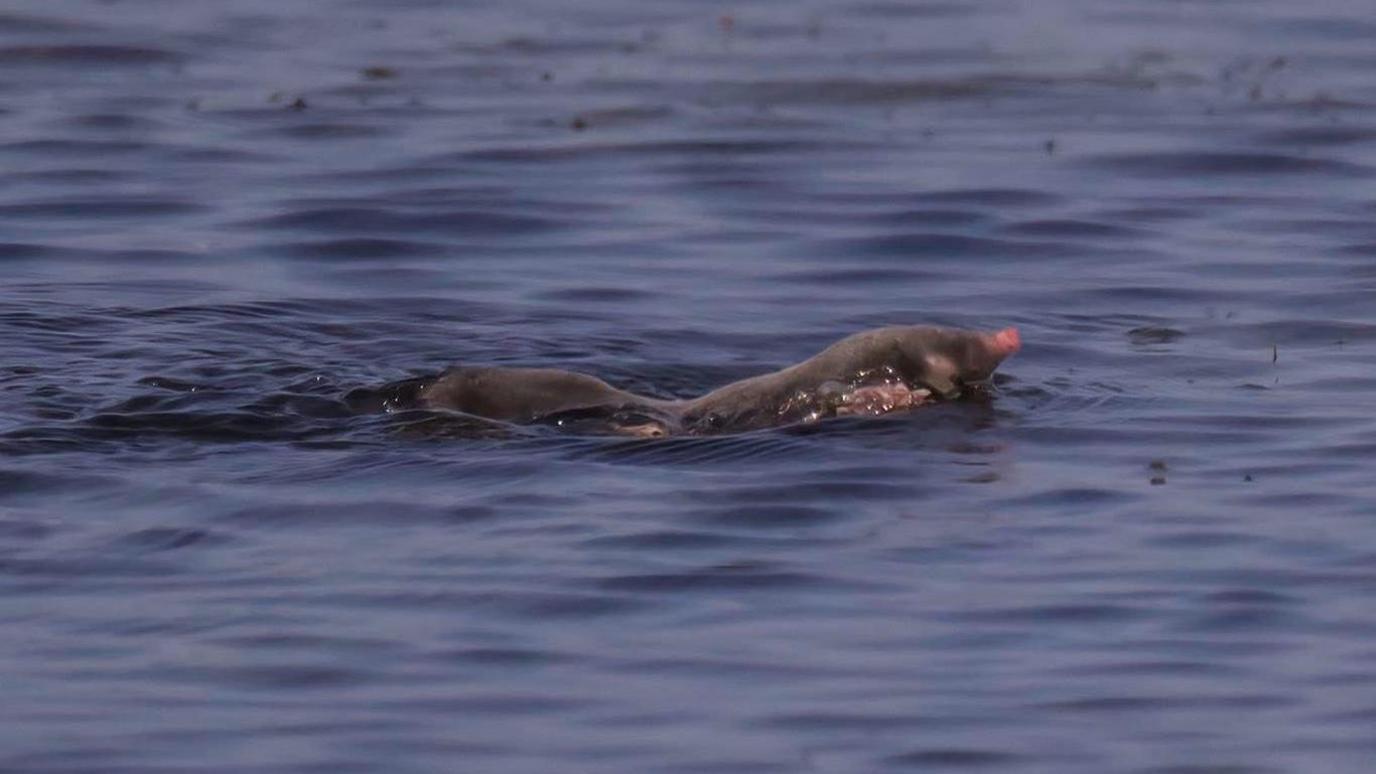 A mole swimming through the water, with its head poking above the surface