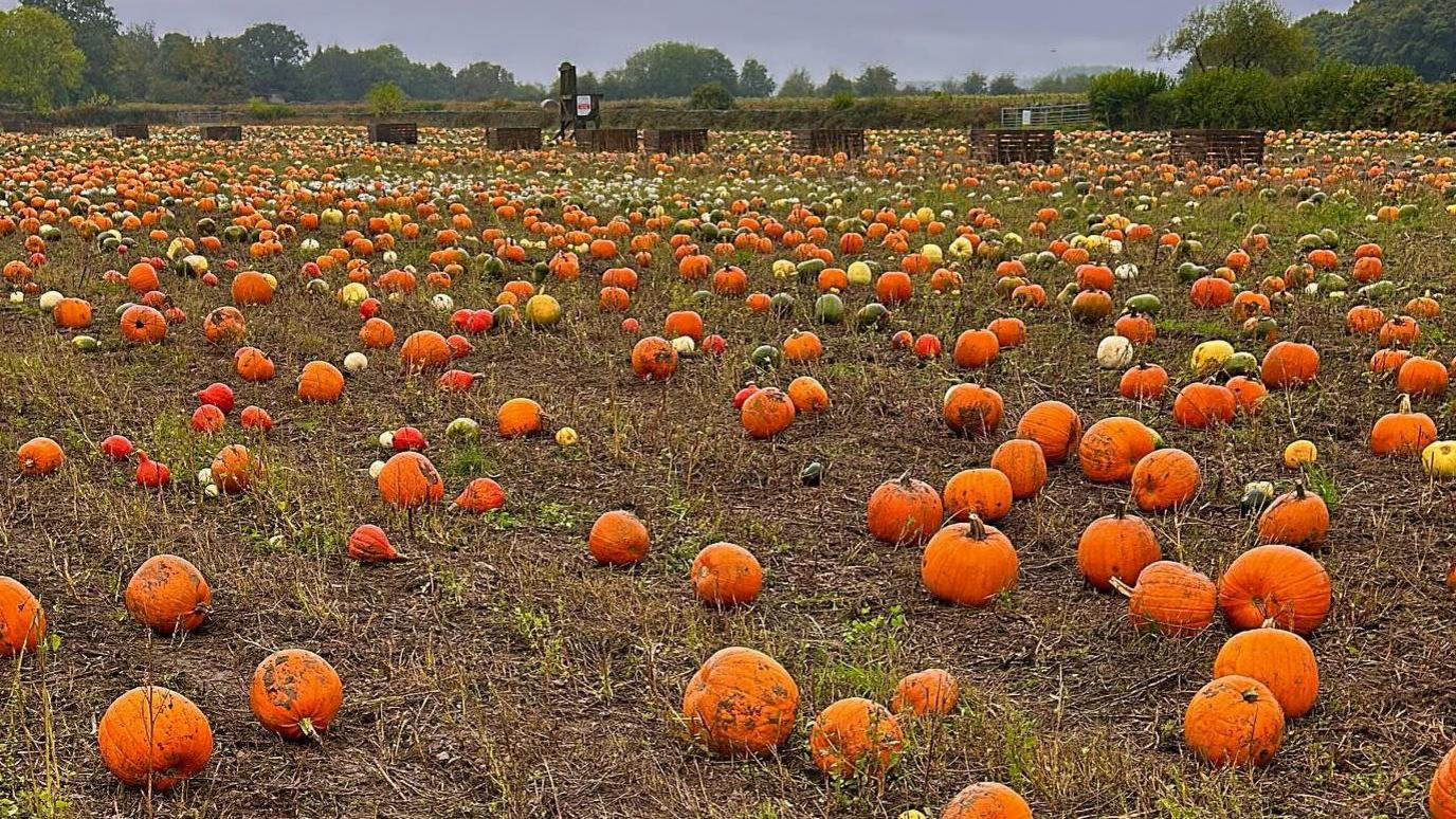 Field full of orange pumpkins near Holmesfield in Derbyshire