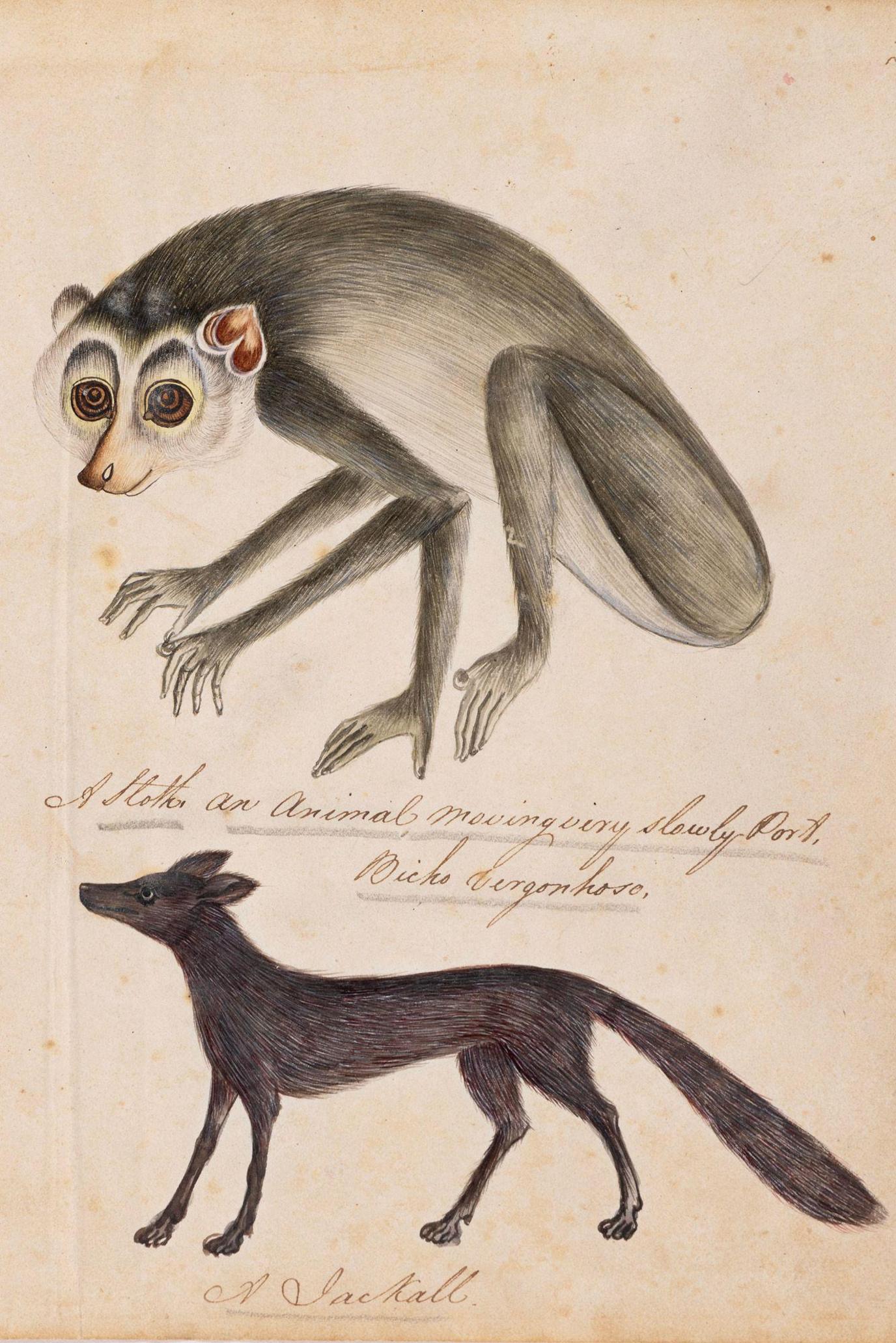 The picture from an unidentified artist shows a sloth and a jackal on watercolour and ink on paper, 1821.