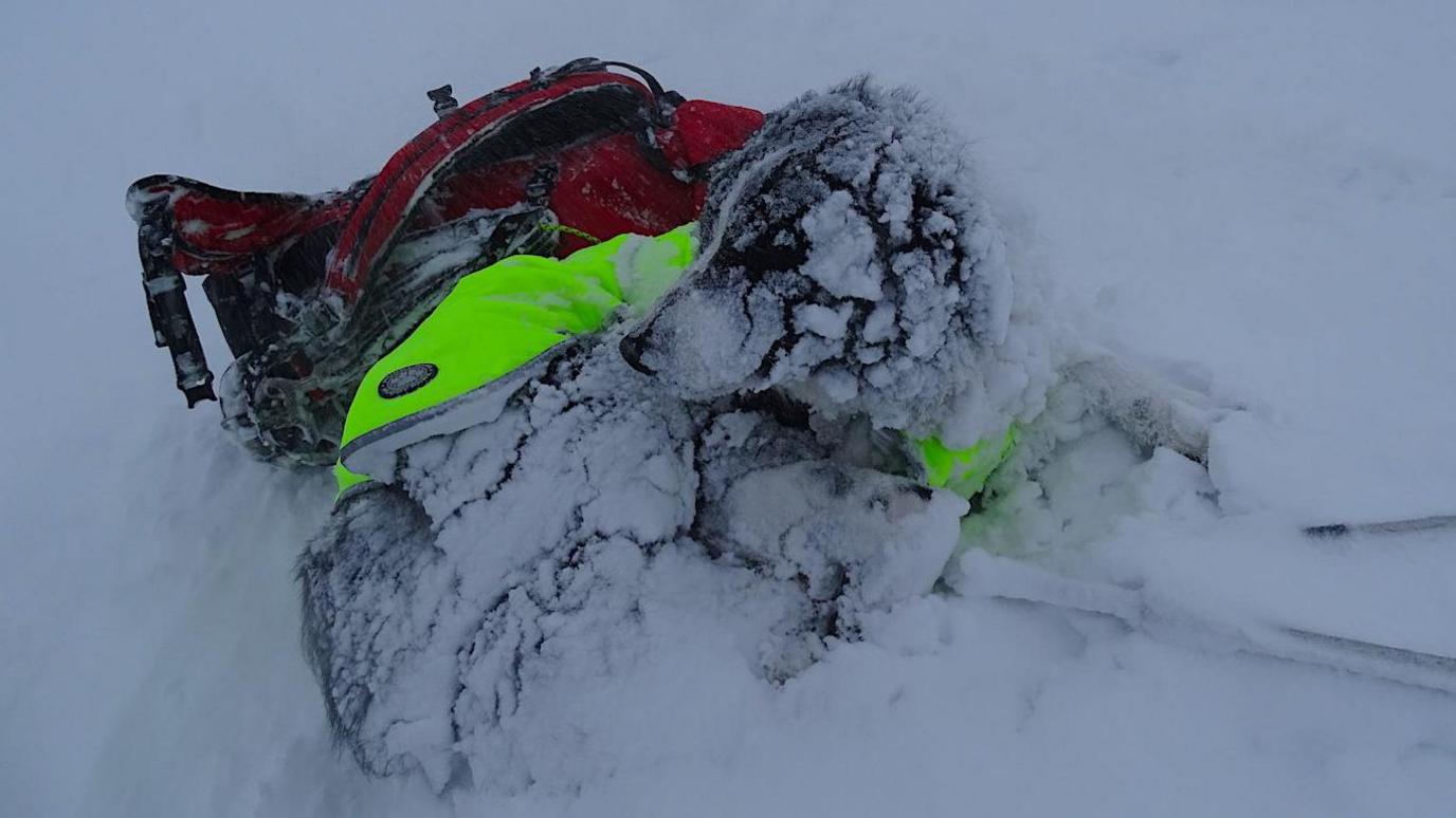 Snow-covered dogs