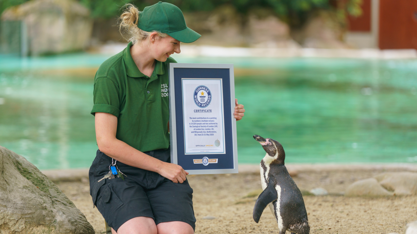 A female zookeeper holds a certificate next to a penguin at a zoo.