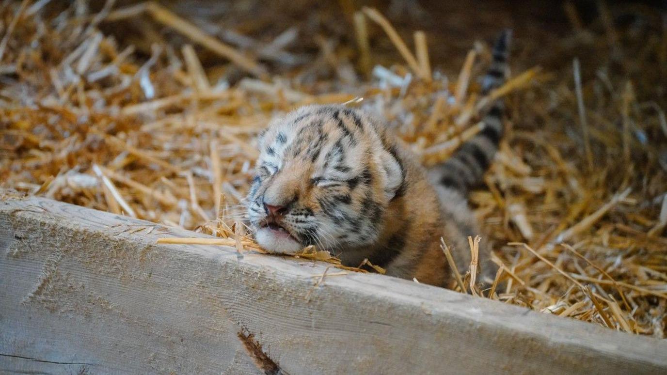 endangered-amur-tiger-cubs-born-at-longleat-safari-park-bbc-news