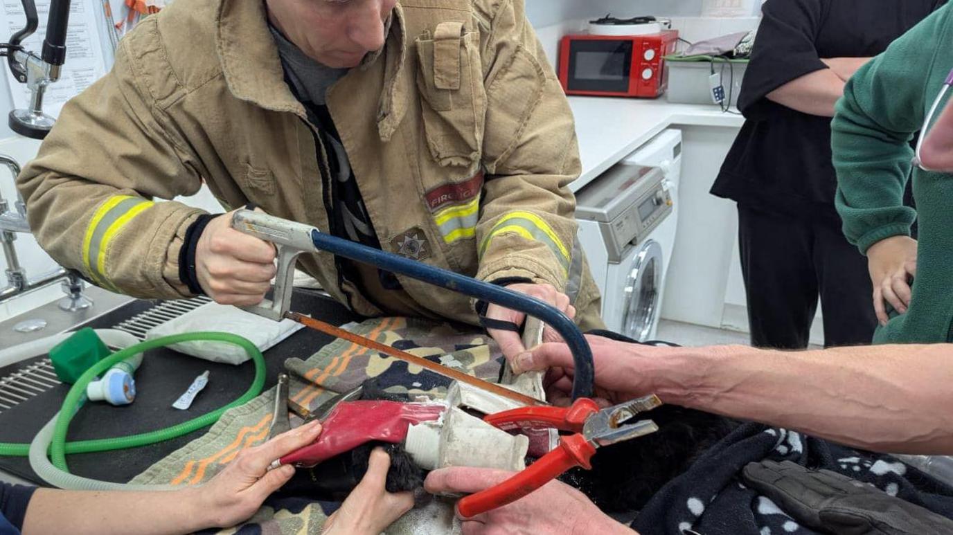 A firefighter is sawing the pipe off of John the cat at the vets in Clevedon. Two other people have their hands on the cat while the firefighter, who is wearing a khaki-coloured uniform with bright yellow stripes on the elbows