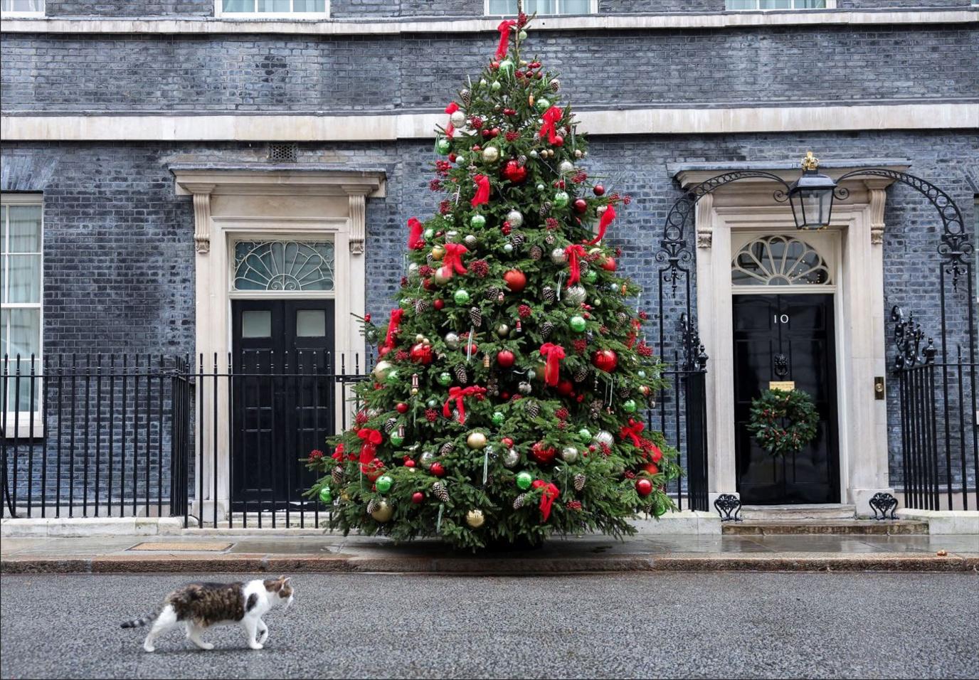 Christmas tree on display outside Number 10 Downing Street, with Larry the cat trotting by