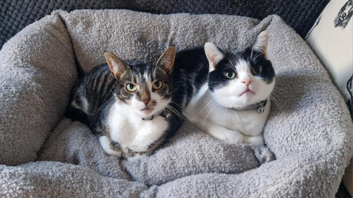 Two cats in a cat bed