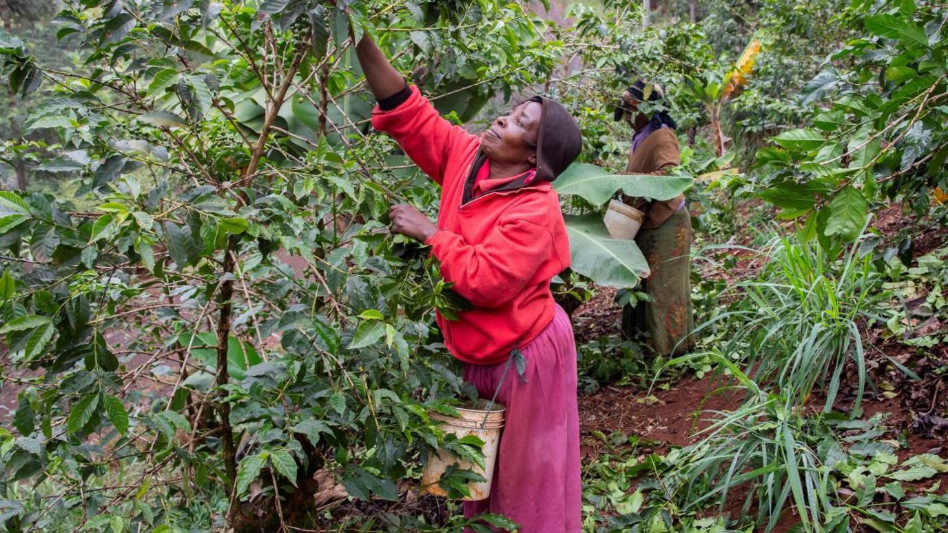 A woman picks coffee berries on a small farm in Komothai, Kenya.