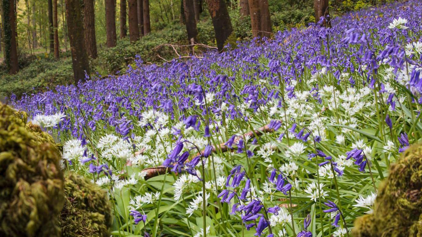 Bluebells at Cadora Woods