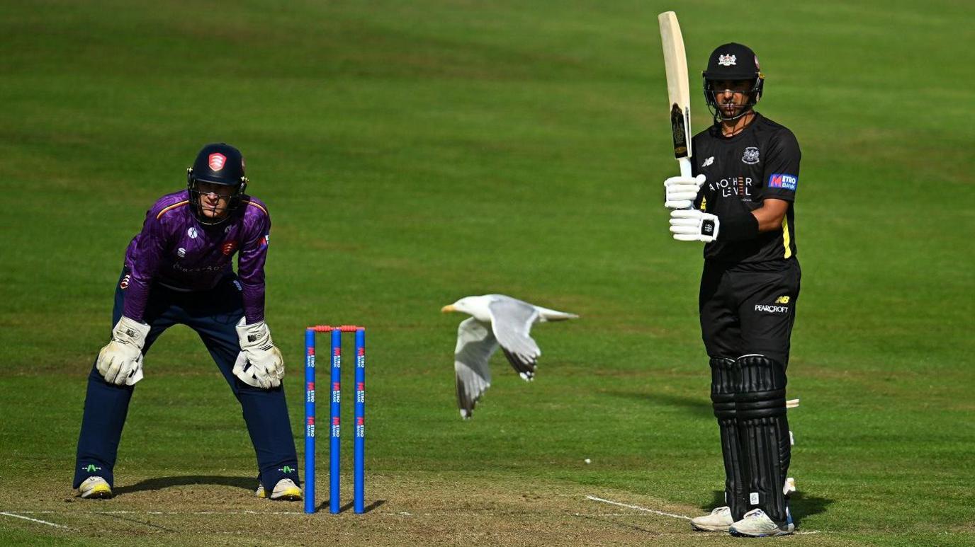 Players from Essex and Gloucestershire stand at the wicket in Bristol as a seagull flies past them