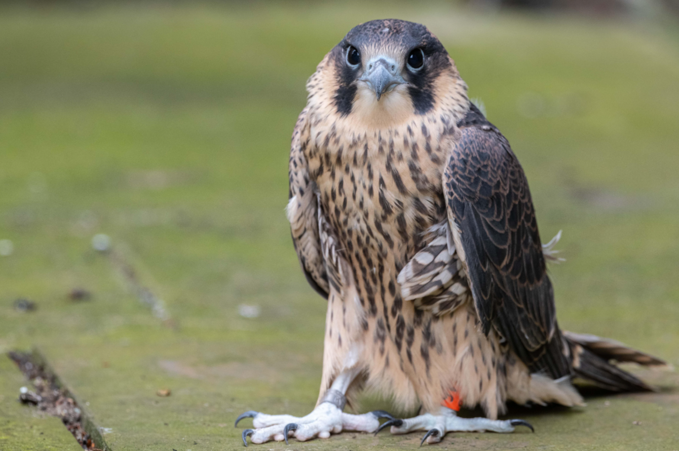 Peregrine falcon chick