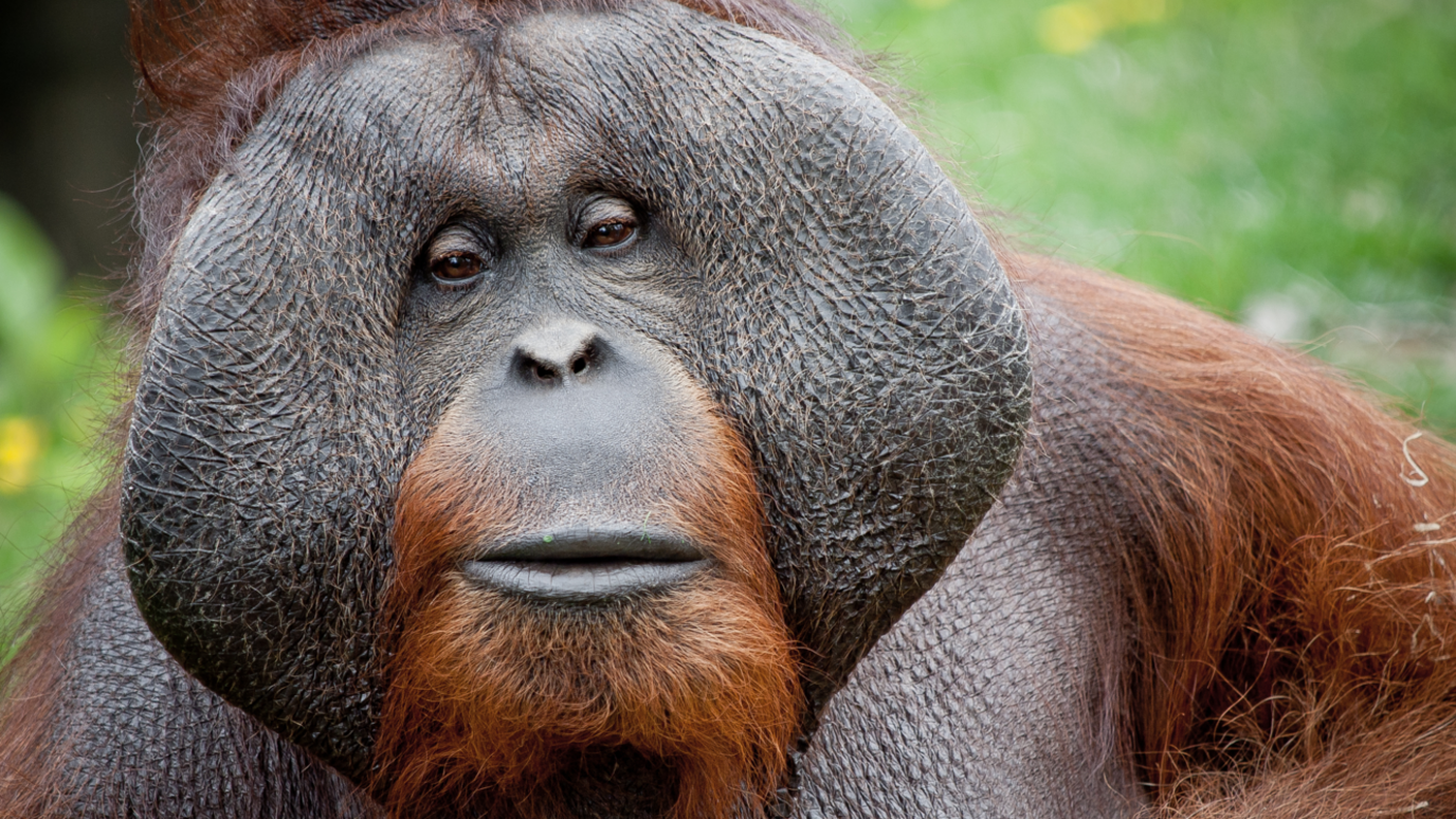 orangutan