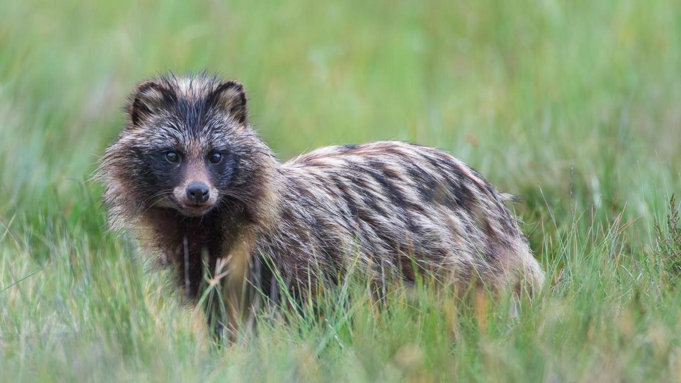 A raccoon dog which is a fox-like creature with pointy ears and long brown fur. It is stood in a field of long grass and staring directly at the camera.