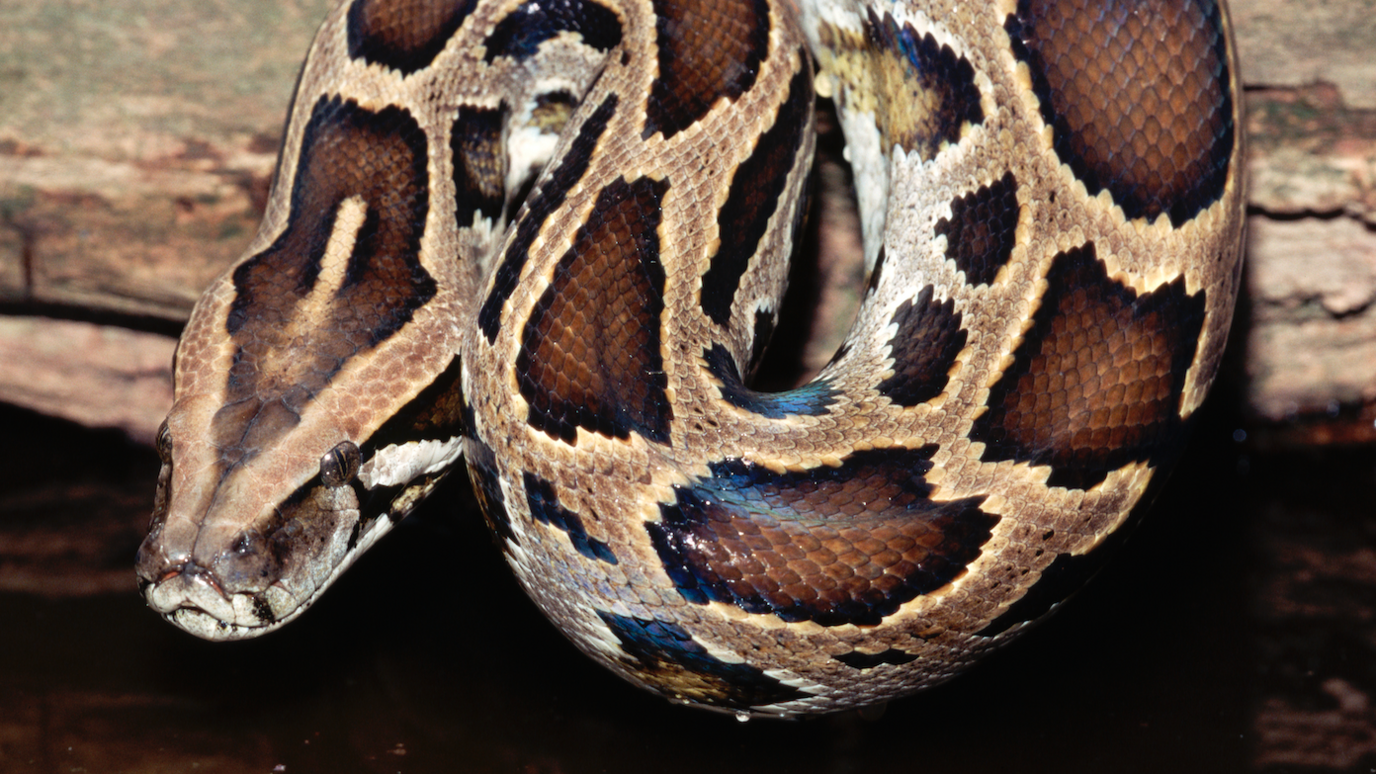 Head of a Burmese Python