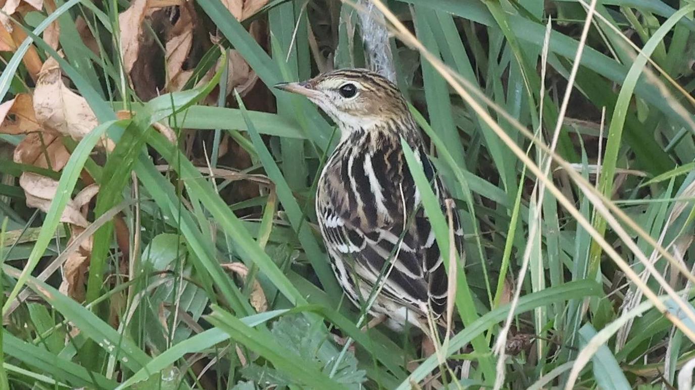 The Pechora pipit is a small bird with black and white markings. It is sitting among the tall grass.