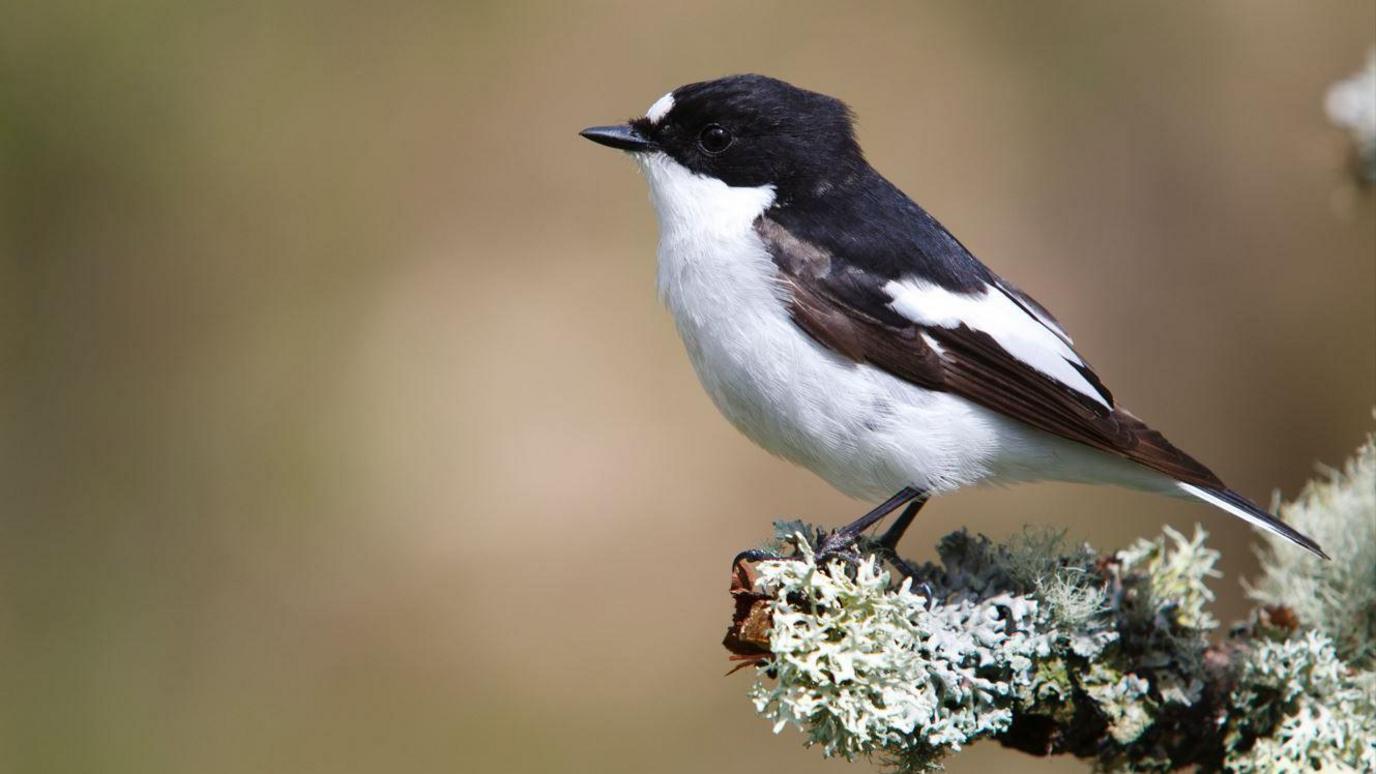 Pied flycatcher.