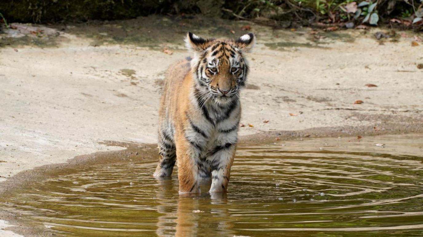 An Amur tiger cub walking through a pool of water in its enclosure at Longleat Safari Park. The pool is surrounded by sand and bushes. 