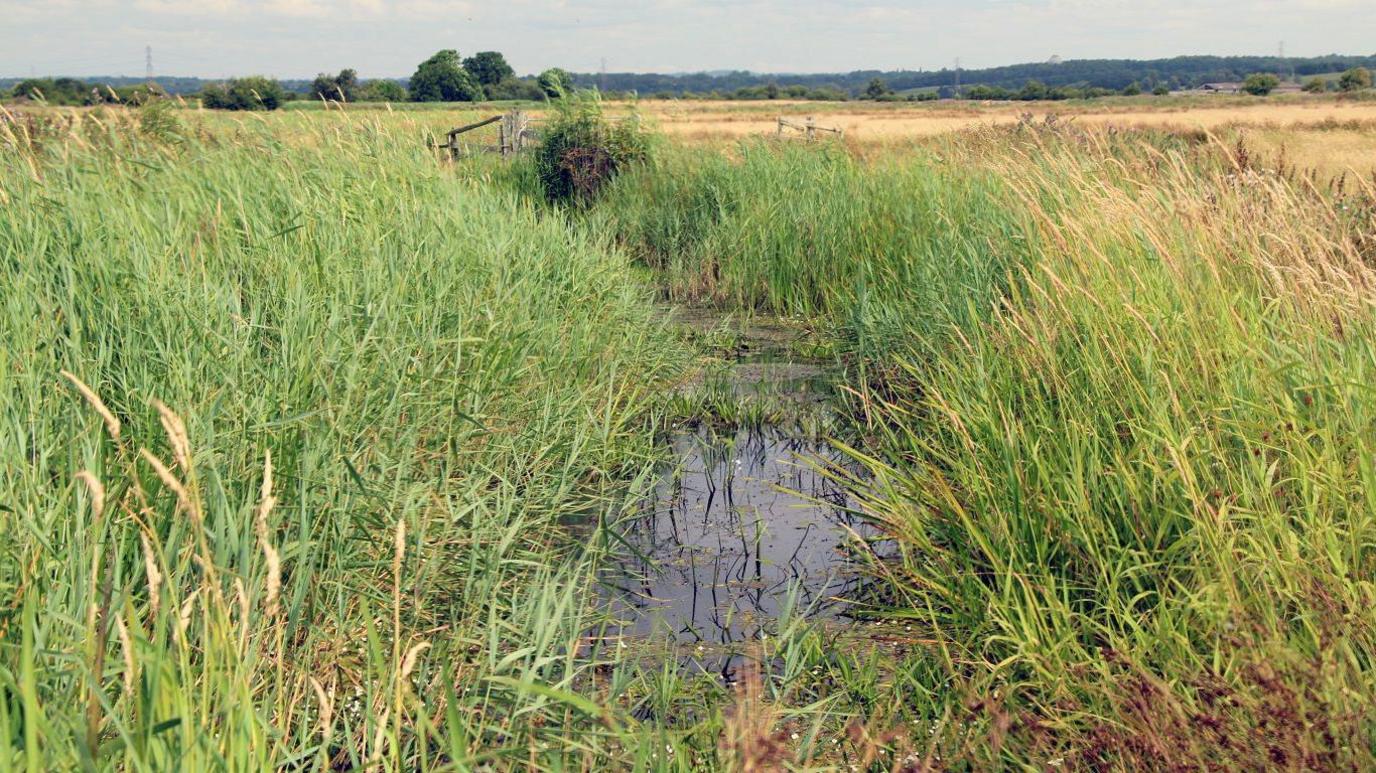 Pevensey Levels ditch with water