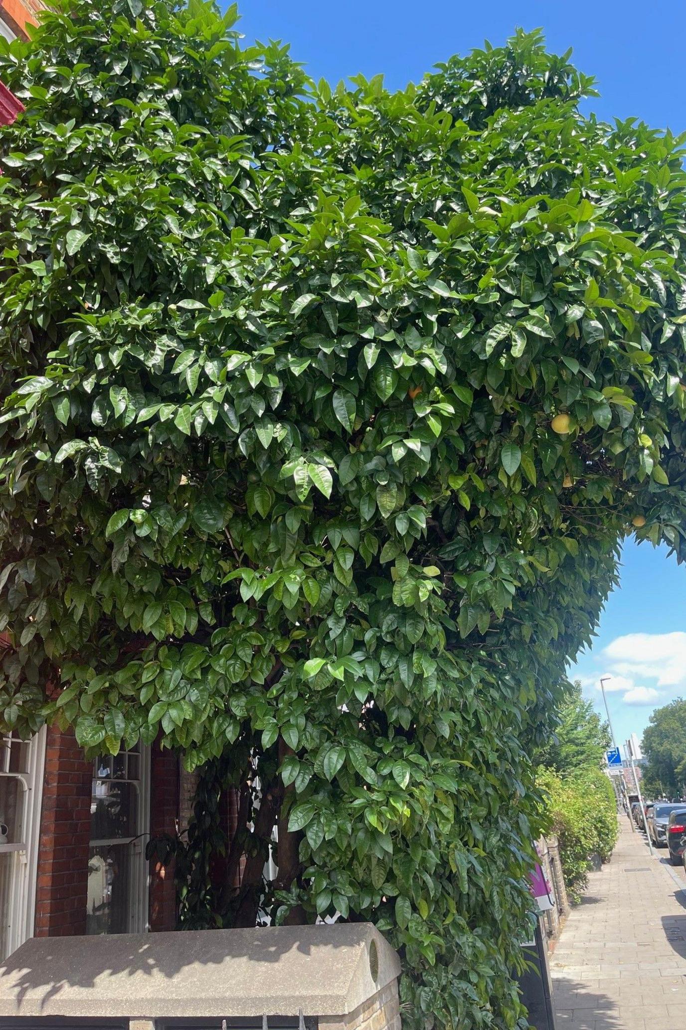 The grapefruit tree on Queenstown Road in Battersea