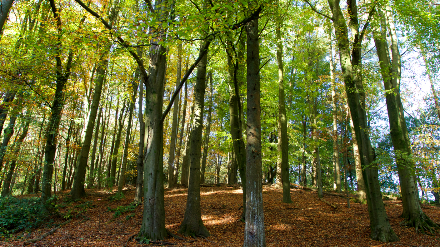 Tall green leafy trees in a woodland with brown leaves on the floor. The trees are in the Lickey Hills