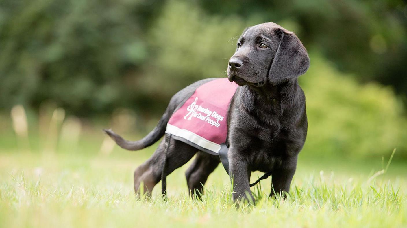 A dark brown Labrador wearing a red Hearing Dogs for Deaf People jacket.