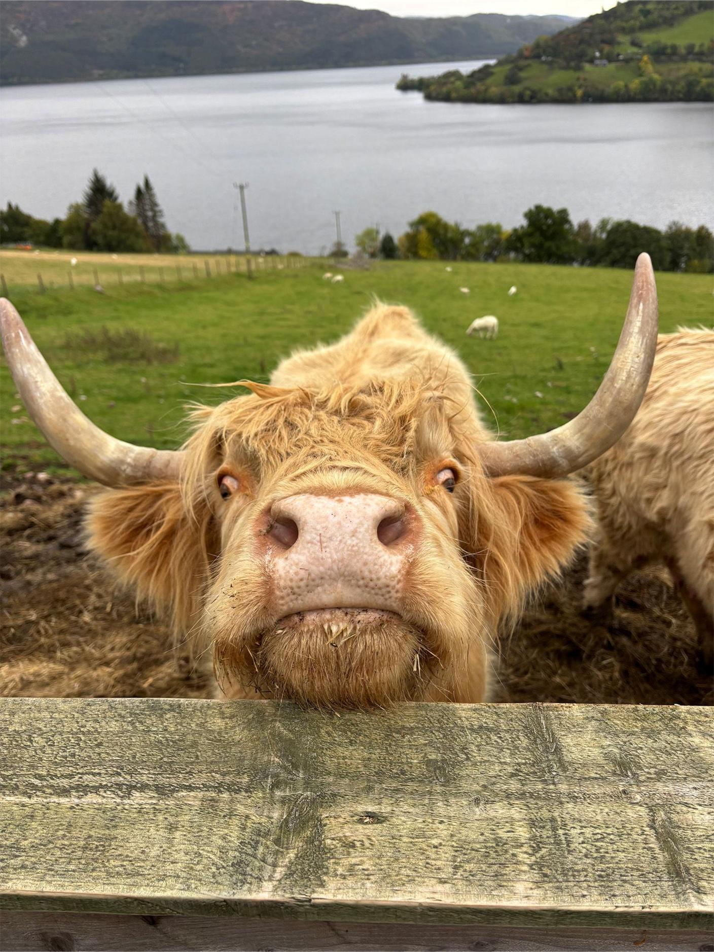 Close-up of a tan Highland cow peeking over a wooden fence with sheep grazing in the background and a loch in the distance