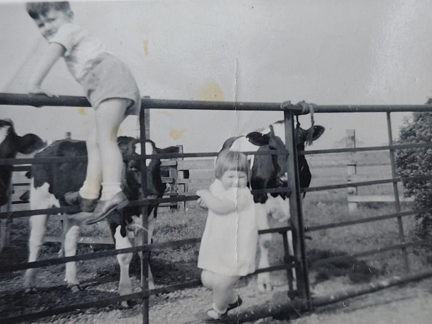 A black and white photo shows a young boy climbing on a metal fence wearing shorts and a t-shirt. A little girl in a dress is also on the lower part of the fence. Behind them is two cows 