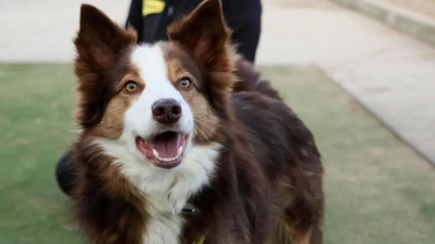 A Collie-style dog looks to the left of the camera with its mouth slightly open. It is brown with a white striped along its head, down it's nose and a white chest. A person can be seen just behind it, with only the top of their legs visible.