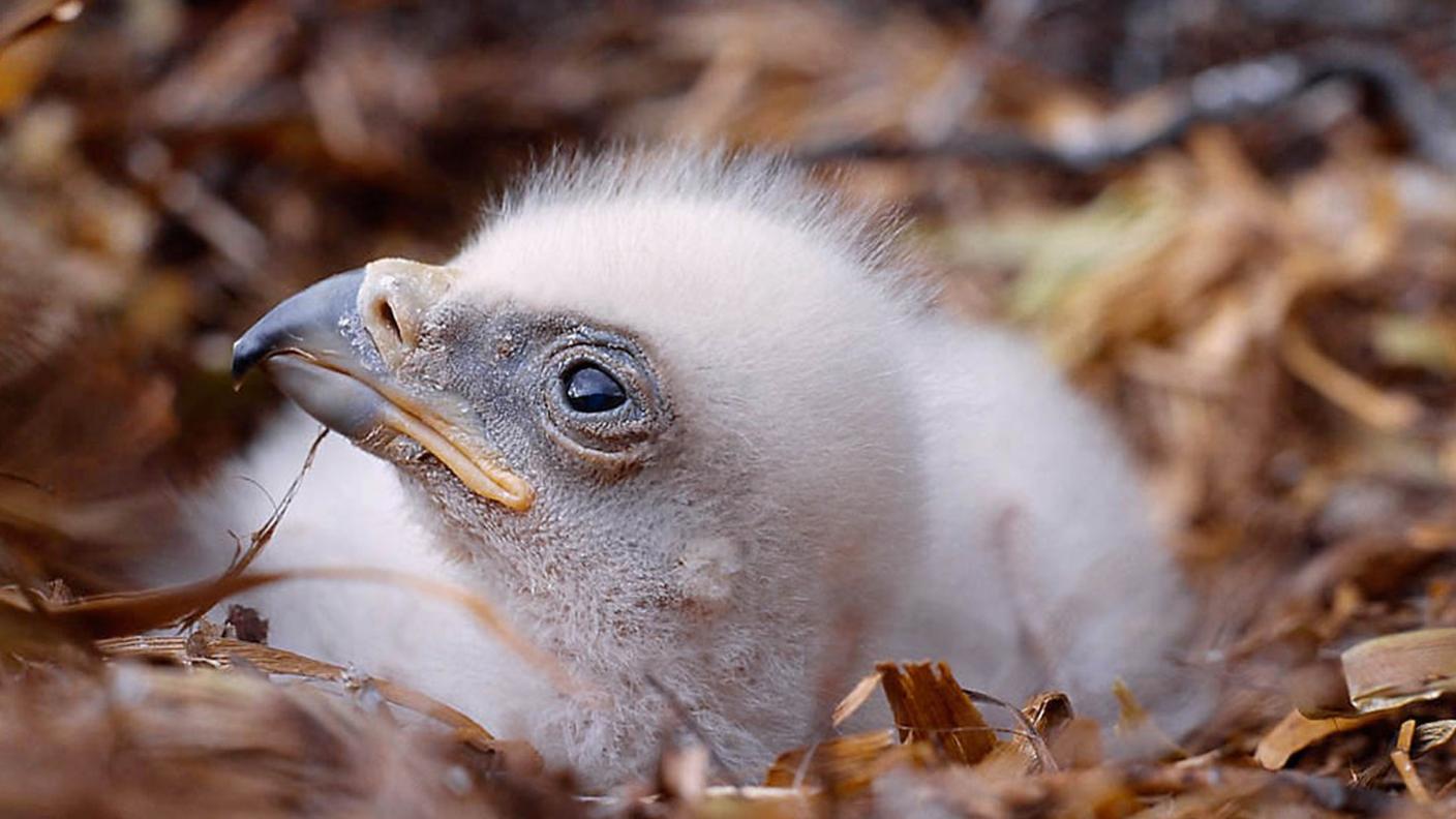 Golden eagle chick