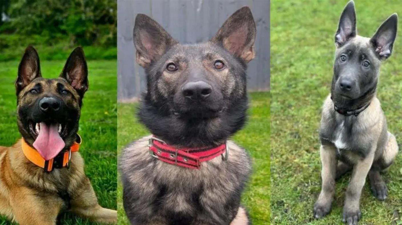 Three dogs names Jasper, Dutch and Axel (left to right). 