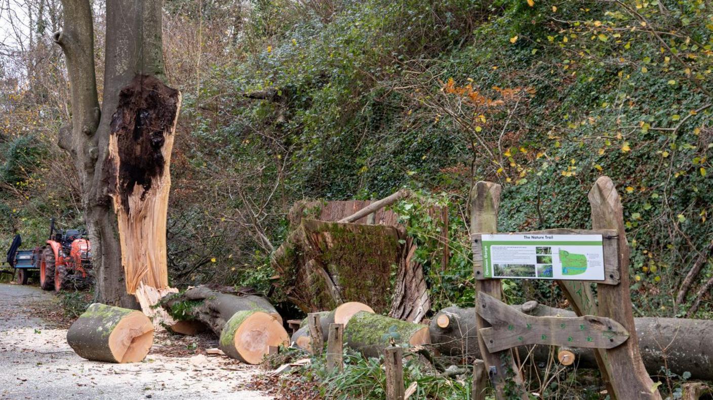 A large beech tree which was severely damaged during extreme winds in Storm Barragh. There are parts of the tree trunk which appear to have been chopped up strewn around the tree, which is next to a steep bank covered in foliage.