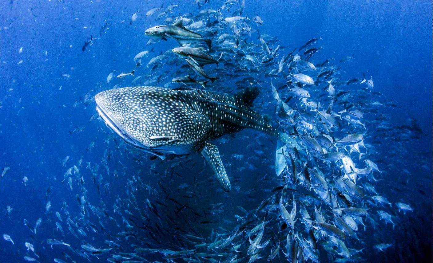 Whale Shark - Dan Charity - People's Choice Water Life Photography.