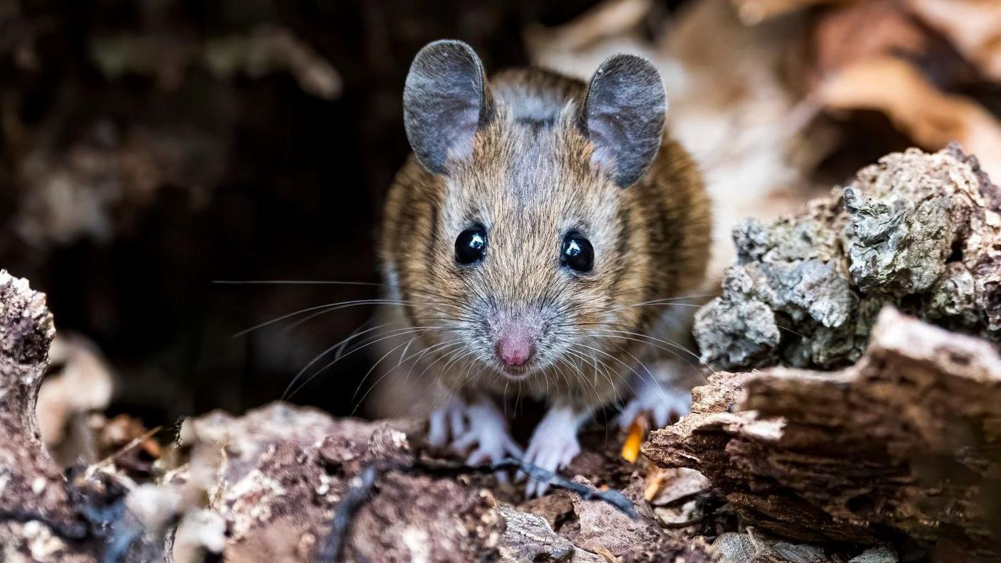 A wood mouse. 