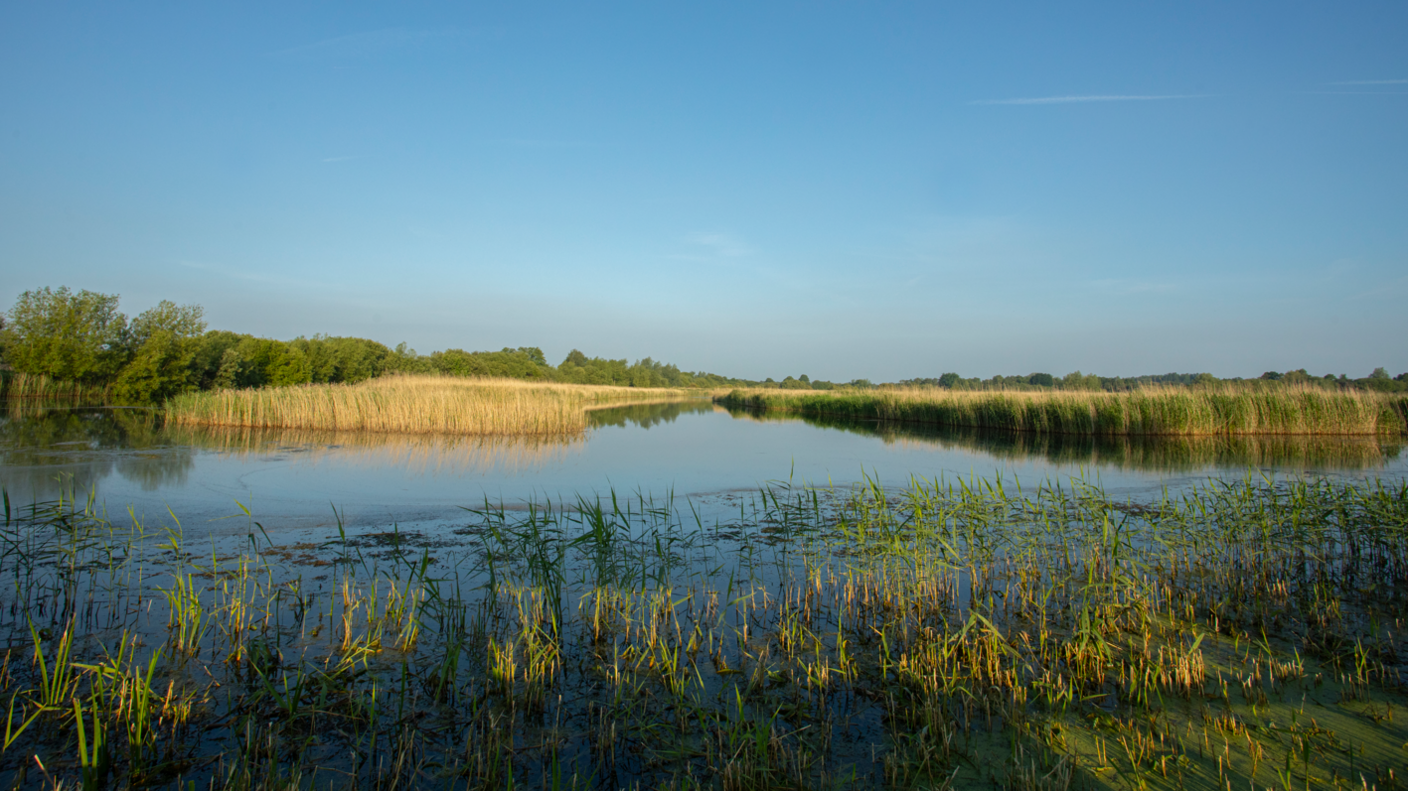 View of Ham Wall in the day. The sky is blue and the sun is shining on to the water. In the background you can see reeds and trees.