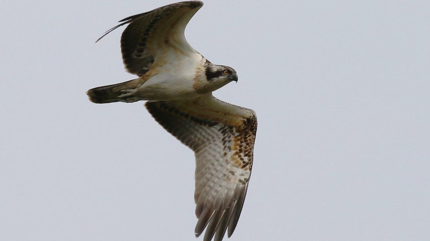 Osprey