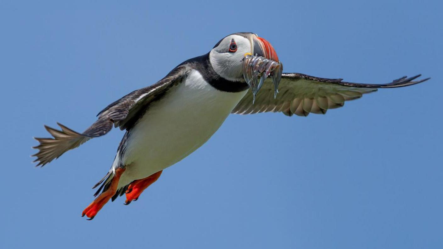 A puffin flies with a mouth of small fish