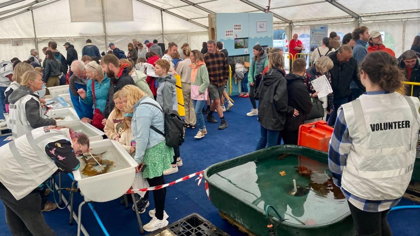 In a large marquee, a series of tanks with marine life are lined up. Lots of people gather and peer into the tanks filled with water. Volunteers in white vests, with the word volunteer on, line face the crowd. 