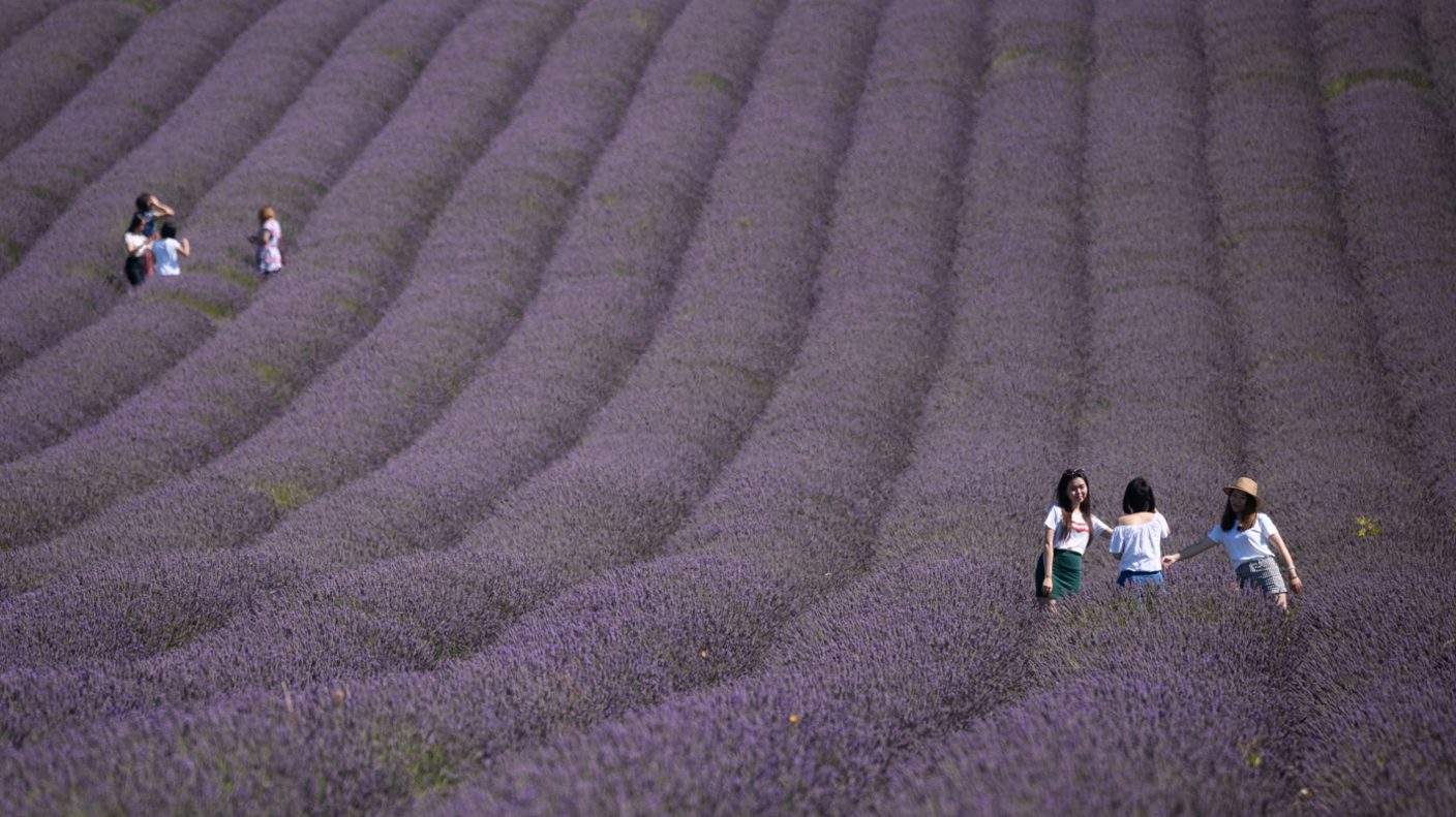 Hitchin Lavender