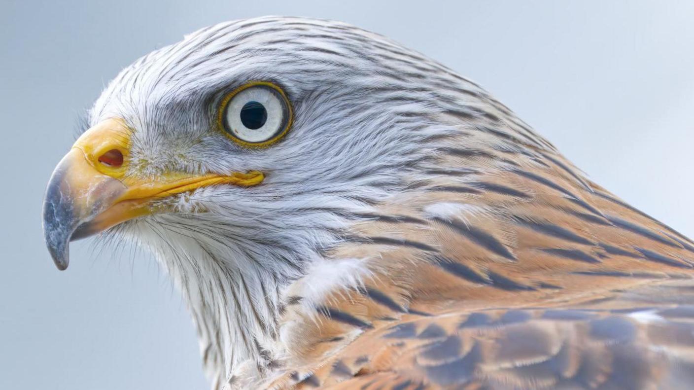 A close-up of a red kite