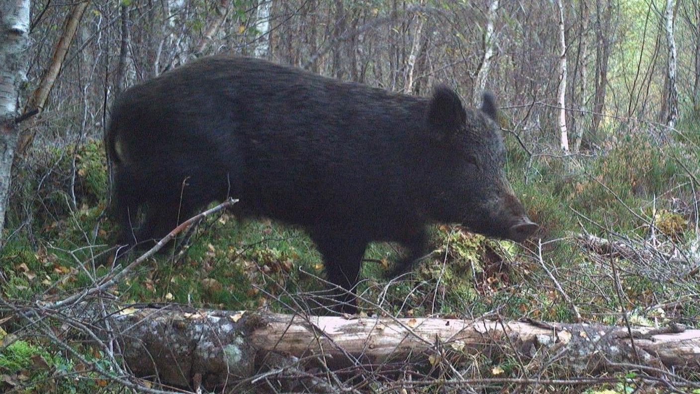 The pig is black in colour and is running through a forest.