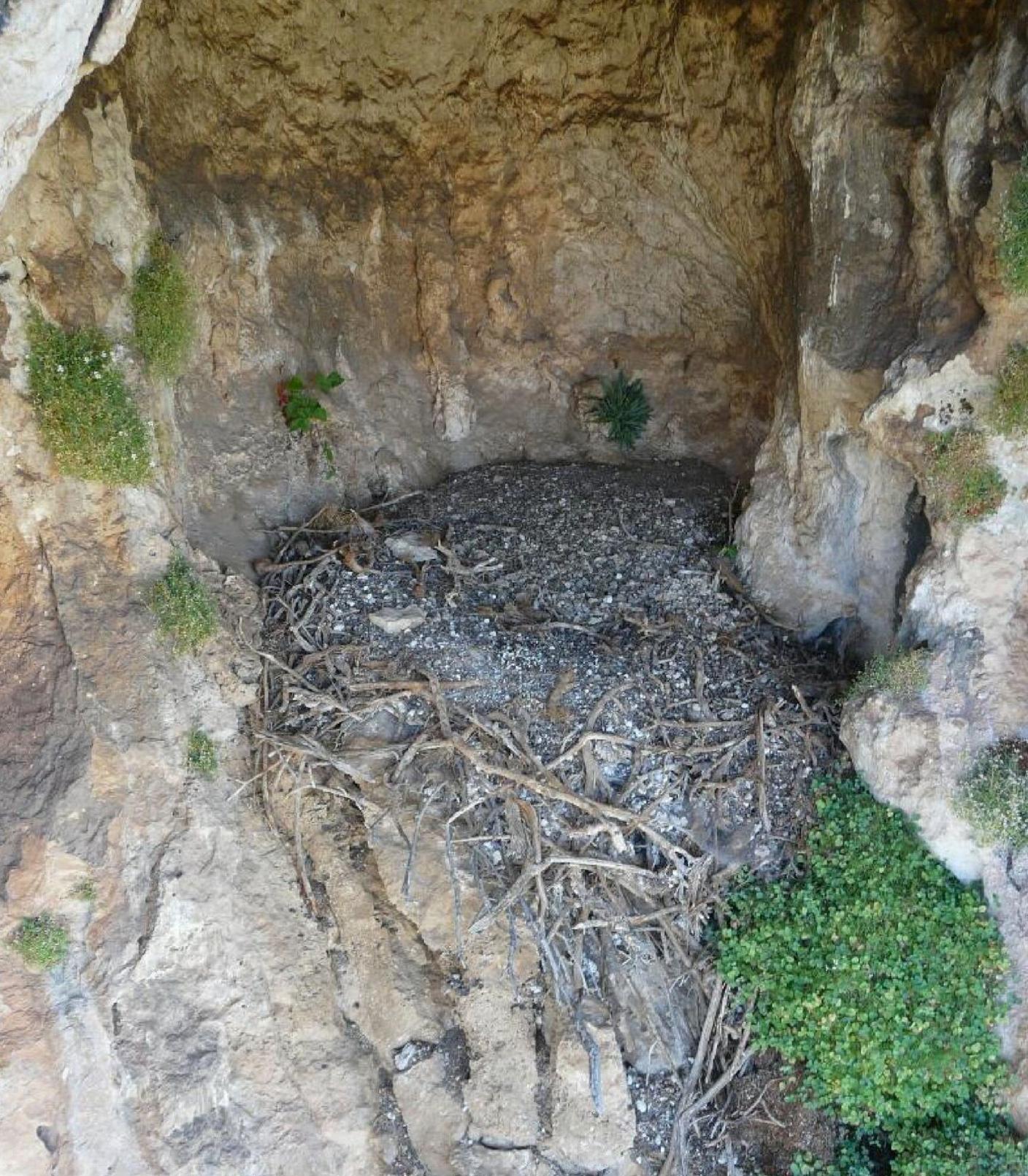 Vulture nest - An example of an ancient Bearded Vulture nest examined, occupied by this species over centuries and easily identified by the outstanding abundance of anthropogenic items made of esparto grass and, typically, solidified white droppings.