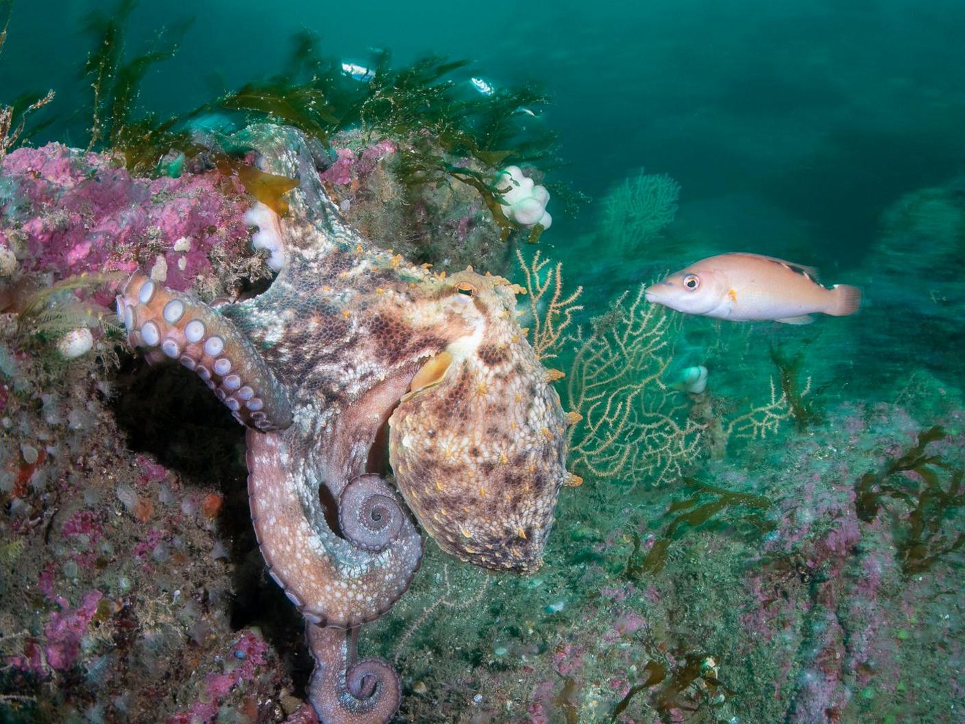 Octopus and fish 