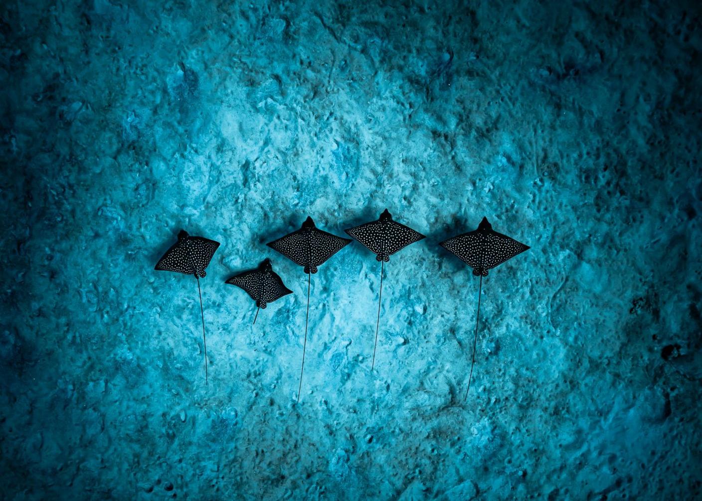 Five spotted eagle rays swim together above the sandy seabed, their dark bodies standing out against the pale sand.