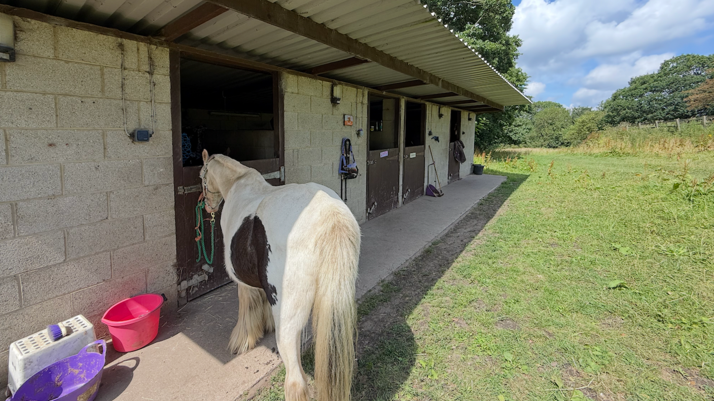 A white horse, named Ghost, stands in one of the stable entrances which belong to David Potts. The horse is taking shade on what is a hot sunny day.