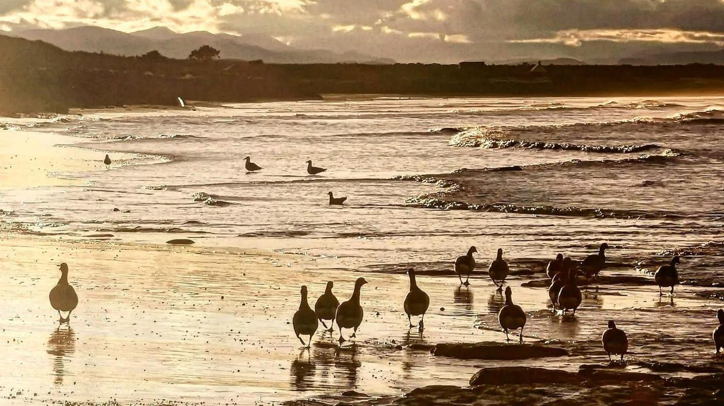 Geese at Nairn West Beach