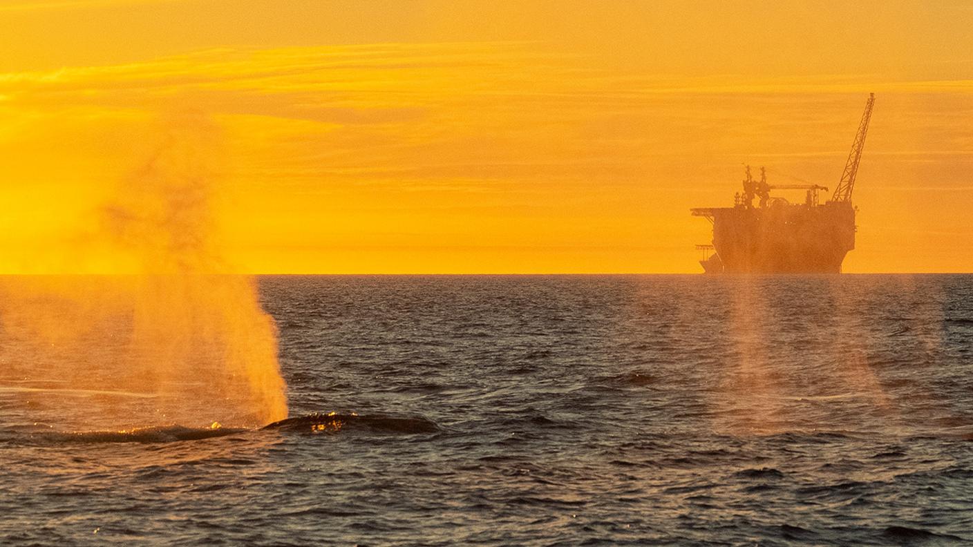 Whales and the Goliat oil rig, 2018