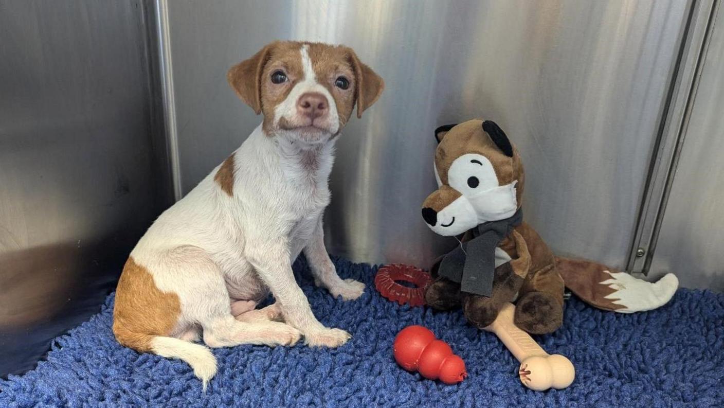 One of the puppies with a fox toy